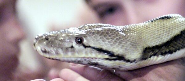 Piton yılanı - Sputnik Türkiye