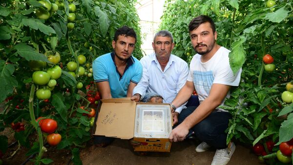 Canan Karatay'a tepki gösteren domates üreticileri - Sputnik Türkiye