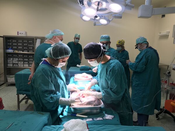 Prof. Dr. Yılmaz: 5 yıl içerisinde domuzdan insana karaciğer nakletmeyi hedefliyoruz - Sputnik Türkiye