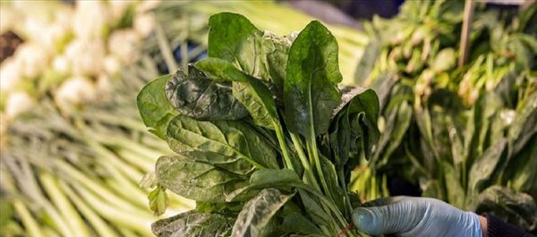 Ispanak Ispanak - Sputnik Türkiye