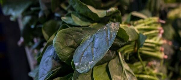 ıspanak  - Sputnik Türkiye