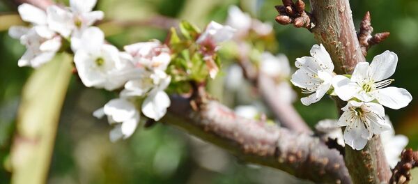 Manisa'nın Turgutlu ilçesinde, hava sıcaklıklarının mevsim normallerinin üzerinde seyretmesi kiraz ve erik ağaçlarının çiçek açmasına neden oldu - Sputnik Türkiye