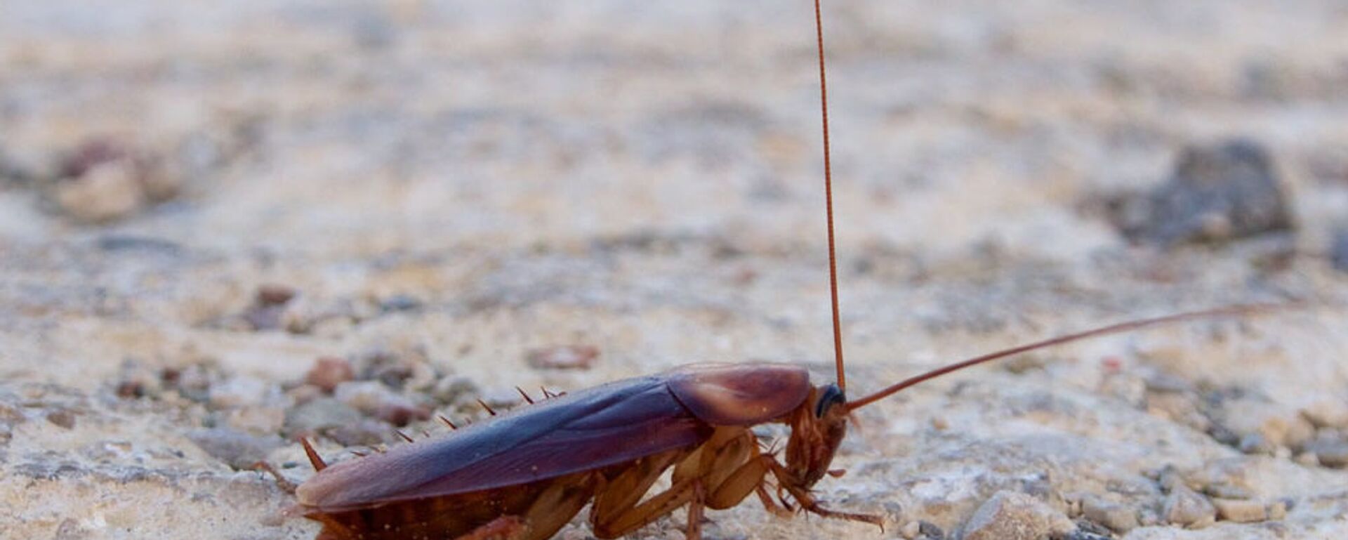 Hamam böceği - Sputnik Türkiye, 1920, 06.11.2025