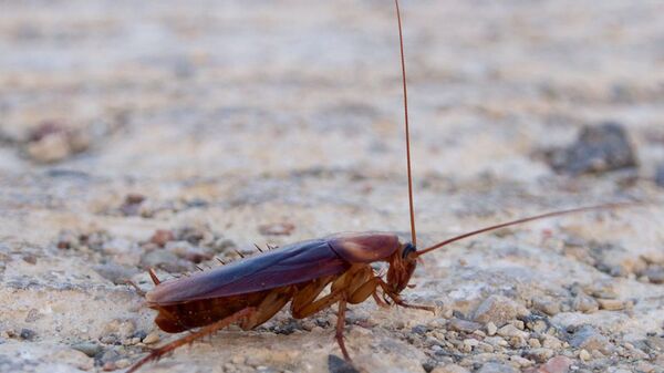 Hamam böceği - Sputnik Türkiye