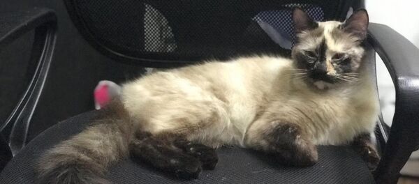 Kedi Gatubela  - Sputnik Türkiye