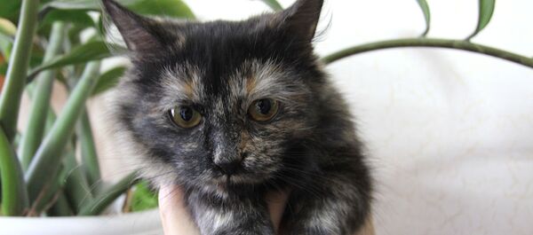 Mahkumlara uyuşturucu taşıyan kedi - Sputnik Türkiye