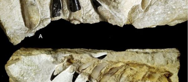 Polonya'da bulunan fosil - Sputnik Türkiye