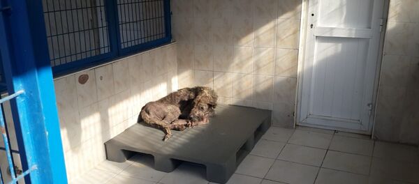 Bursa'da sosyal medyada sokak köpeklerini öldüreceğine dair paylaşımlarda bulunan H.A., polis tarafından gözaltına alındı. Belediye görevlisi olan H.A. görevden uzaklaştırılırken, fotoğrafı paylaşılan köpek de tedaviye alındı. - Sputnik Türkiye