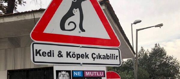Kedi & Köpek çıkabilir tabelası / Beşiktaş - Sputnik Türkiye