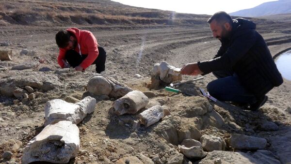 Kayseri'de 7.5 milyon yıllık yeni fosil bulundu - Sputnik Türkiye
