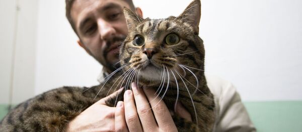 Rusya'da sosyal medya yıldızları olan kediler - Sputnik Türkiye