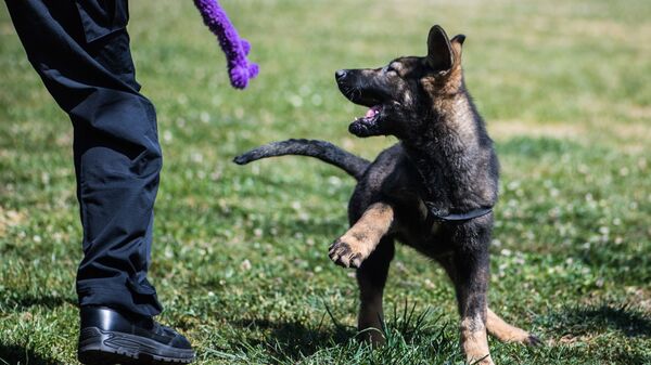 Çin - klon köpek - Sputnik Türkiye