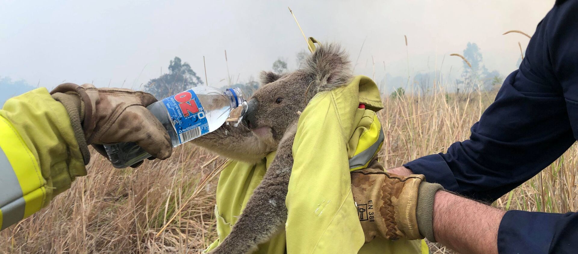 Avustralya'da orman yangınından kurtarılan bir koala - Sputnik Türkiye, 1920, 09.12.2019
