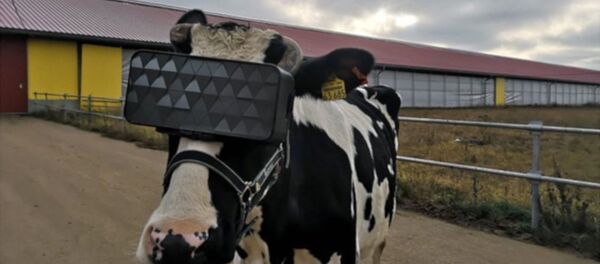  İnekler sanal gerçeklikle buluştu - Sputnik Türkiye