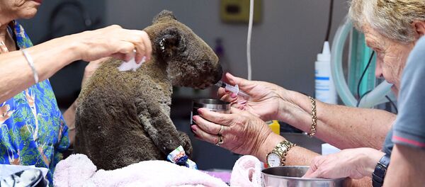 Avustralya'daki orman yangınlarından zarar gören bir koala tedavi ediliyor. - Sputnik Türkiye