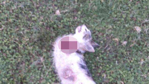 atay'ın İskenderun ilçesinde 4 bacağı kesilmiş ölü kedi - Sputnik Türkiye