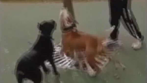 Kedi parçalayan köpekler - Sputnik Türkiye