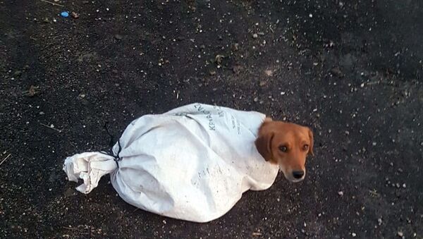 Hamile köpeği çuvala koyup yola attılar - Sputnik Türkiye