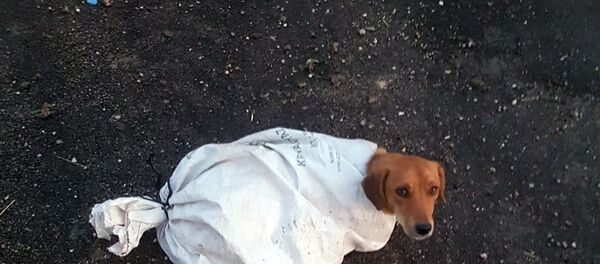 Hamile köpeği çuvala koyup yola attılar - Sputnik Türkiye