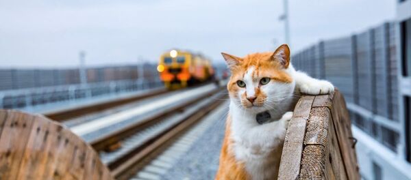 Kedi Mostik Kedi Mostik - Sputnik Türkiye