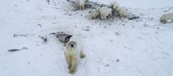 Rusya'nın doğusundaki Çukotka'da mevsim normallerinin üzerinde seyreden hava sıcaklıkları, 50'den fazla kutup ayısının bir köyü istila etmesine neden oldu. Rusya'nın doğusundaki Çukotka'da mevsim normallerinin üzerinde seyreden hava sıcaklıkları, 50'den fazla kutup ayısının bir köyü istila etmesine neden oldu. - Sputnik Türkiye