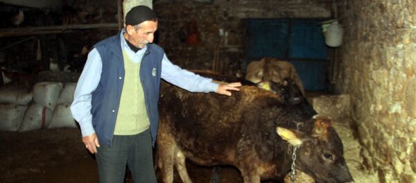 İneğe trafik cezası kesildi - Sputnik Türkiye