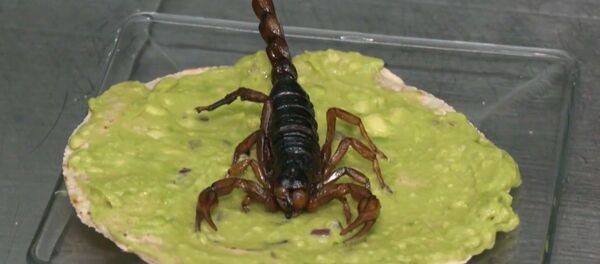 Meksika büfelerinin spesyali ‘akrepli taco’ Meksika büfelerinin spesyali ‘akrepli taco’ - Sputnik Türkiye