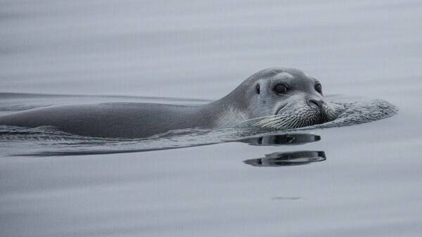 Arşiv fotoğraf - Sputnik Türkiye