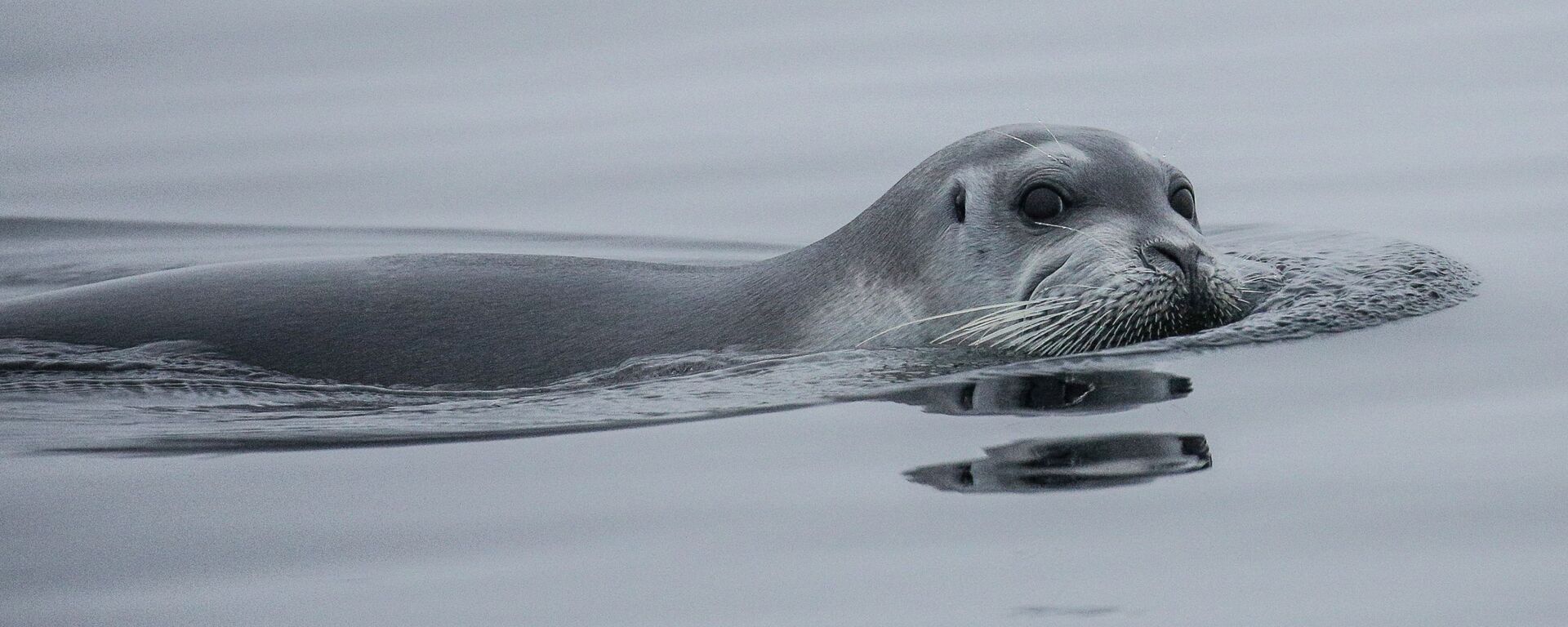 Arşiv fotoğraf - Sputnik Türkiye, 1920, 17.12.2025