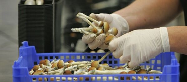 Halüsinojen mantarlar - Sputnik Türkiye