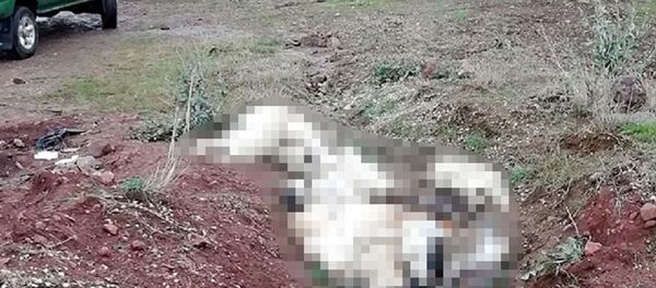 Üst üste atılmış köpek ölüleri bulundu - Sputnik Türkiye