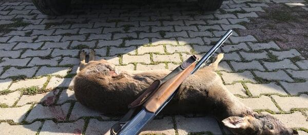 Kırklareli'de doğa koruma ve milli parklar müdürlüğü ekiplerince, koruma altındaki karacaları avladığı belirlenen avcı hakkında yasal işlem yapıldı. - Sputnik Türkiye