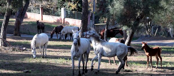 Büyükada'daki atlar. - Sputnik Türkiye