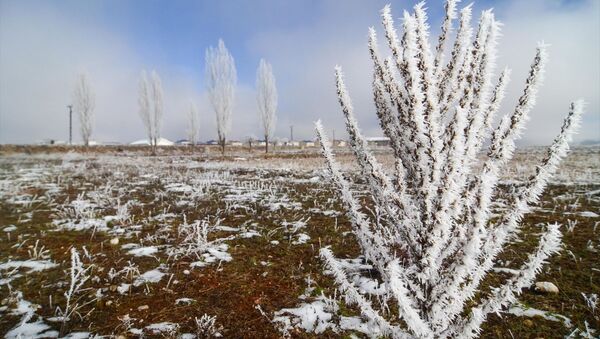 Soğuk hava nedeniyle araçların camları buz tuttu, ağaç ve bitkilerin üzerinde kırağı oluştu. - Sputnik Türkiye