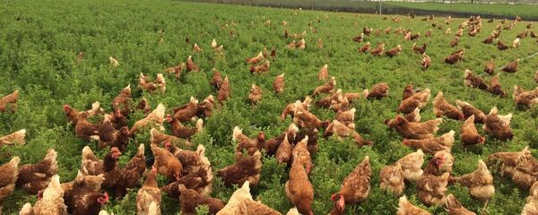 Gezen tavuk - Sputnik Türkiye