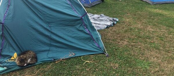 İBB önündeki fayton eylemi - Sputnik Türkiye