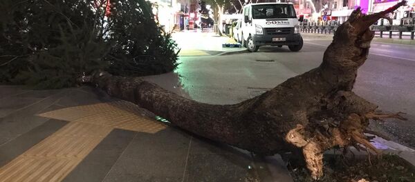 Fırtına ağaçları kökünden söktü - Sputnik Türkiye