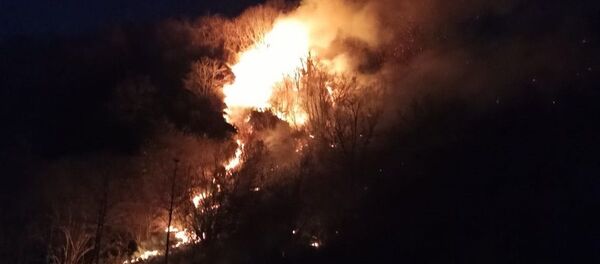 Ordu, Ünye, orman yangını - Sputnik Türkiye