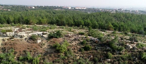 Mersin'de 72 dönümlük orman alanındaki kızılçam ağaçları kesildi - Sputnik Türkiye