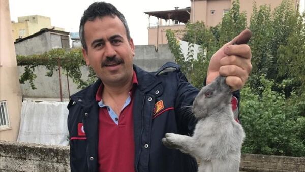 Adıyaman'da bir evin bacasına düşen tavşanı itfaiye ekipleri kurtardı - Sputnik Türkiye