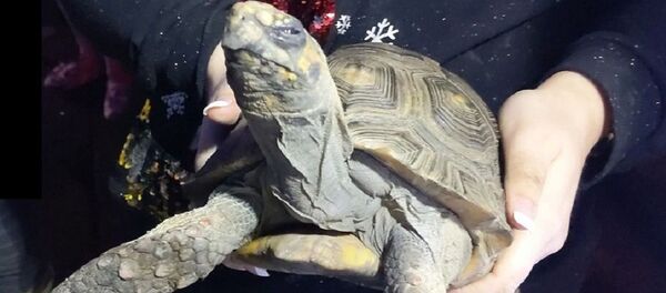 kaplumbağa - Sputnik Türkiye