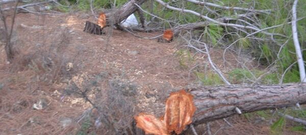 Mersin'in merkez Mezitli ilçesine bağlı Eski Mezitli Mahallesi Çamtepe mevkisinde, bir gecede bin 511 çam ağacı kesildi - Sputnik Türkiye