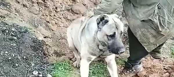 Hatay- Köpek- Zehirleme - Sputnik Türkiye