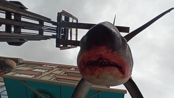 Bursa’da balıkçıların ağına takılan 200 kilo 3.5 metre boyundaki köpek balığı, vatandaşların ilgi odağı oldu. - Sputnik Türkiye