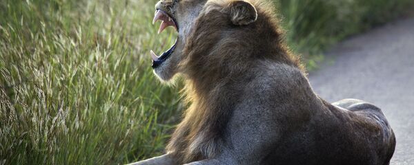 Güney Afrika aslan - Sputnik Türkiye