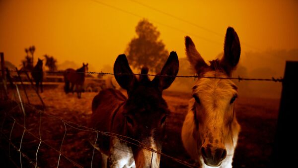 Avustralya'nın yangınlarla kavrulan Yeni Güney Galler eyaletinde korku içinde bekleşen çiftlik hayvanları - Sputnik Türkiye
