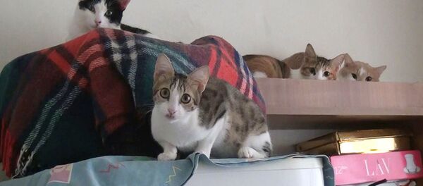 Kediler - Sputnik Türkiye