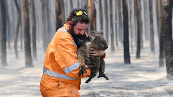 Австралийский пожарный со спасенной коалой - Sputnik Türkiye