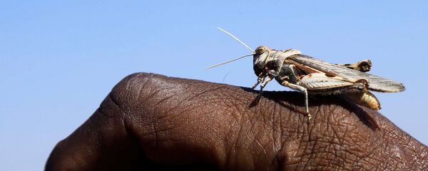 çekirge  - Sputnik Türkiye