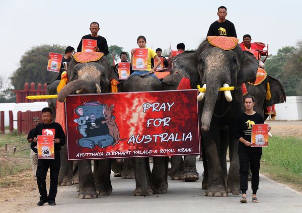 Filler ve öğrenciler Avustralya’da ölen hayvanlar için yürüdü - Sputnik Türkiye